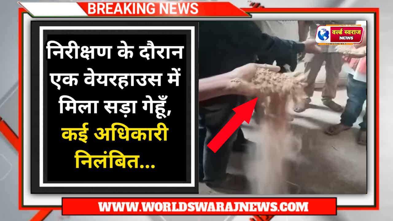 MP NEWS: निरीक्षण के दौरान एक वेयरहाउस में मिला सड़ा गेहूँ, कई अधिकारी निलंबित 1 news 2 2