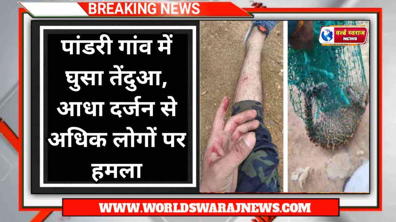 MP NEWS: पांडरी गांव में घुसा तेंदुआ, आधा दर्जन से अधिक लोगों पर किया हमला 1 tendua