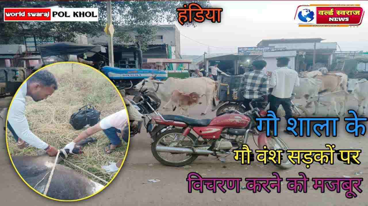 गौ शाला होने के बाद भी गौ वंश सड़कों पर 1 Q 1736775257