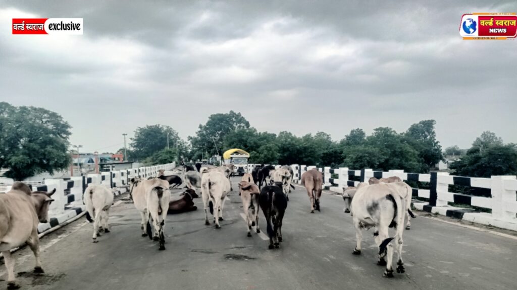 हंडिया:गौशालाओं के बावजूद सड़कों पर डेरा जमाए गौवंश, हाईवे से लेकर ग्राम के चौराहे तक हर रात मंडरा रहा हादसों का खतरा। 2 20260711 141205