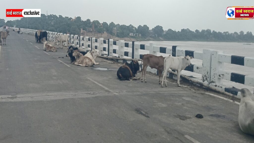 हंडिया:गौशालाओं के बावजूद सड़कों पर डेरा जमाए गौवंश, हाईवे से लेकर ग्राम के चौराहे तक हर रात मंडरा रहा हादसों का खतरा। 3 20260711 141311