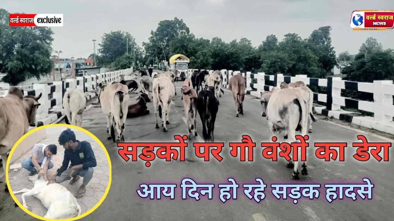 हंडिया:गौशालाओं के बावजूद सड़कों पर डेरा जमाए गौवंश, हाईवे से लेकर ग्राम के चौराहे तक हर रात मंडरा रहा हादसों का खतरा। 1 Q 1783760061
